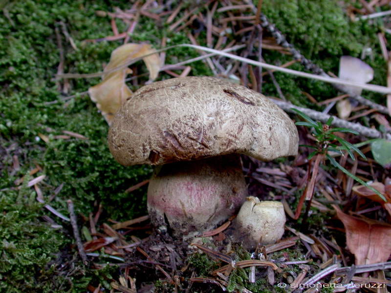 Funghi del vento e della siccit